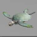 Green Sea Turtle With Pale Shell And Webbed Flippers Swimming On Water Surface