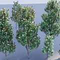Various Sizes of Arbor Trees With Green Foliage And White Flowers