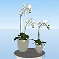 White Orchid Bonsai Potted Plant In Clear Glass Vase With Green Leaves And Moss Decorations