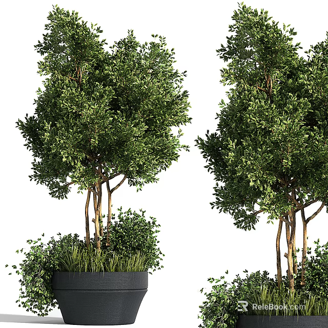 Bonsai Potted Trees with Lush Green Foliage Brown Trunks Black Planters for Indoor Decor 3d model 
