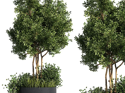 Bonsai Potted Trees with Lush Green Foliage Brown Trunks Black Planters for Indoor Decor 3d model