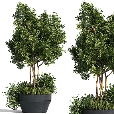 Bonsai Potted Trees with Lush Green Foliage Brown Trunks Black Planters for Indoor Decor 3d model