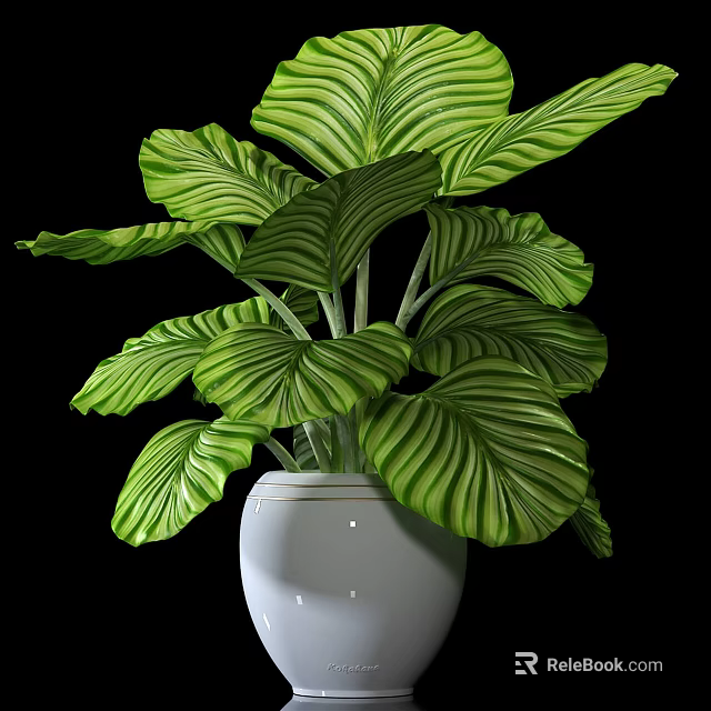 Lush Green Bonsai Potted Plant With Large Striped Leaves In White Pot 3d model 