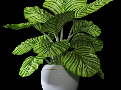 Lush Green Bonsai Potted Plant With Large Striped Leaves In White Pot 3d model