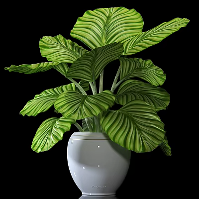 Lush Green Bonsai Potted Plant With Large Striped Leaves In White Pot 3d model