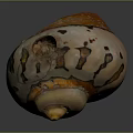 Vibrant Shell Shaped Sculpture Featuring Spiral Design And Orange White Hues
