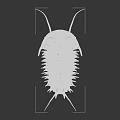 Dark Colored Reptile With Segmented Body Carapace Long Antennae And Multiple Legs