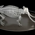 Modern skeleton Mammoth fossil skeleton 3d model