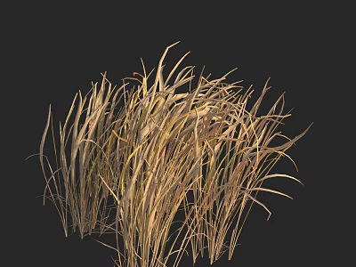 Dry Brownish Yellow Grass Cluster Against Black Background With Natural Texture 3d model