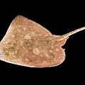 Pinkish Spotted Aquatic Animal Stingray With Diamond Shaped Body And Long Tail