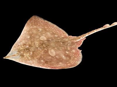 Pinkish Spotted Aquatic Animal Stingray With Diamond Shaped Body And Long Tail 3d model Pinkish Spotted Aquatic Animal Stingray With Diamond Shaped Body And Long Tail 3d model