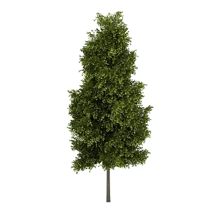 Ginkgo outdoor landscape tree plant trees 3d model