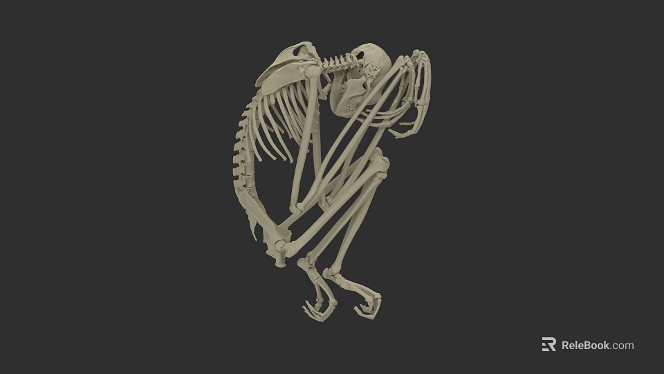 3D Rendered Primate Skeleton in Sitting Posture with Anatomical Bone Structure 3d model 