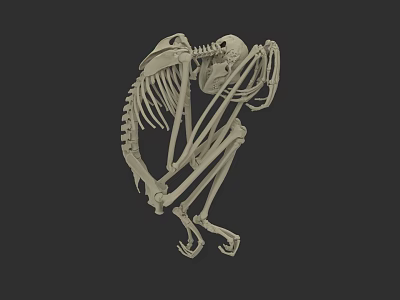 3D Rendered Primate Skeleton in Sitting Posture with Anatomical Bone Structure 3d model