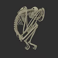 3D Rendered Primate Skeleton in Sitting Posture with Anatomical Bone Structure