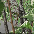Green Canopy Arbor 1.5m Diameter Base 4.5m Height on Paved Ground with Human Figure 3d model