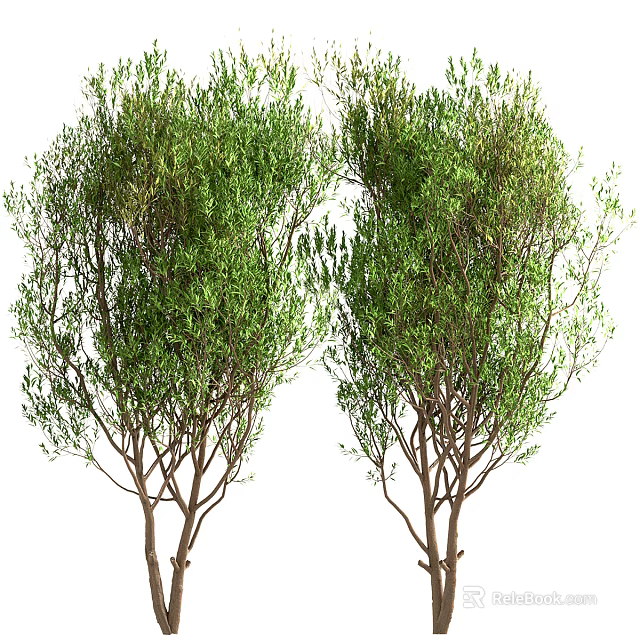 Tall Green Trees With Lush Foliage And Thin Brown Trunks 3d model 