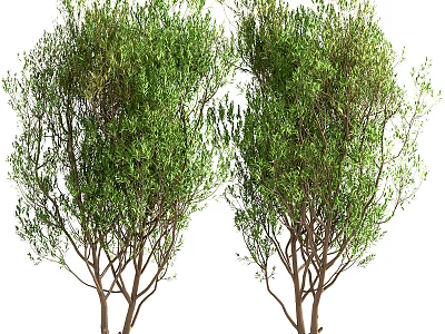 Tall Green Trees With Lush Foliage And Thin Brown Trunks 3d model