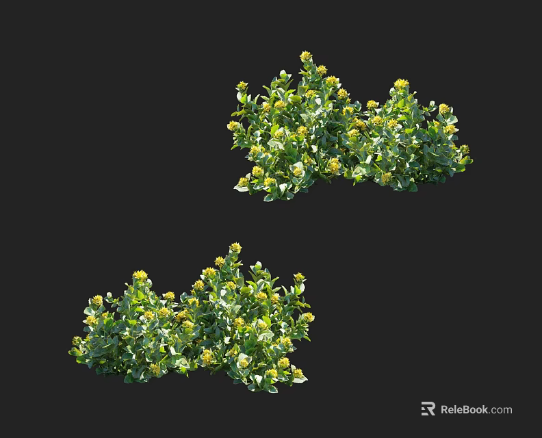 Lush Green Shrubs With Bright Yellow Flowers For Outdoor Garden Landscaping 3d model 