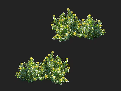 Lush Green Shrubs With Bright Yellow Flowers For Outdoor Garden Landscaping 3d model