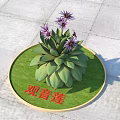 Beautiful Guanyin Lotus Plant with Purple Flowers and Green Leaves on Round Grassy Base