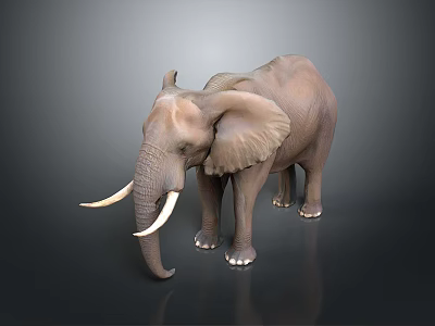 Realistic 3D Elephant Model With Detailed Features And White Tusks 3d model