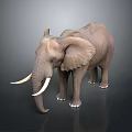 Realistic 3D Elephant Model With Detailed Features And White Tusks 3d model