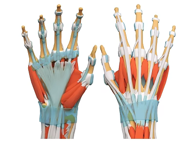Detailed Human Hand Skeletal Structure With Muscle And Ligament Anatomy Illustration 3d model