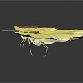 Vibrant Yellow Butterfly With Brown Edged Wings Resting On Dark Background