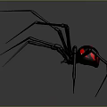 Black Spider With Red Circular Abdomen And Long Legs On Gray Background