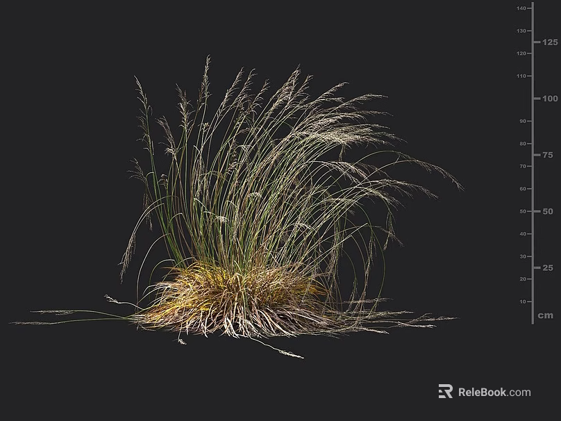 Herbaceous Plant Featuring Slender Leaves Yellow Roots And Height Against Black Background With Centimeter Scale 3d model 