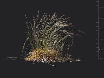 Herbaceous Plant Featuring Slender Leaves Yellow Roots And Height Against Black Background With Centimeter Scale 3d model