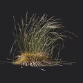 Herbaceous Plant Featuring Slender Leaves Yellow Roots And Height Against Black Background With Centimeter Scale