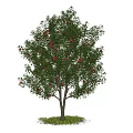 Lush Green Leafy Arbor With Red Fruits On Trunk Base And Grass