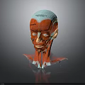 Human Head Anatomical Model Displaying Facial Organs Muscle Layers And Hair Growth Areas