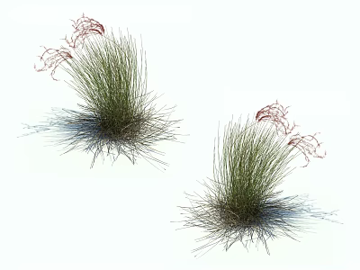 Natural Green Grass With Red Plume Flowers On White Background 3d model