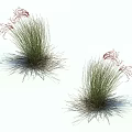 Natural Green Grass With Red Plume Flowers On White Background