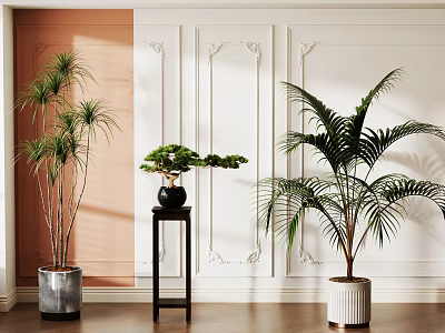 Indoor Bonsai Potted Plant Display with Tall Greenery on Black Stand Decorative Walls Wooden Floor 3d model