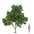 Arbor With Lush Green Foliage And Tall Brown Trunk In Natural Setting