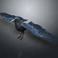 Flying Animal Crow with Spread Wings in Mid Flight Against Gray Background