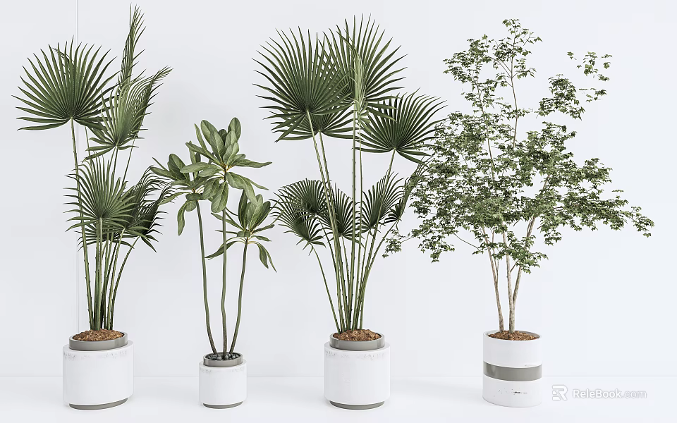 Collection of Potted Palm and Leafy Green Plants in White Ceramic Planters Indoor 3d model 