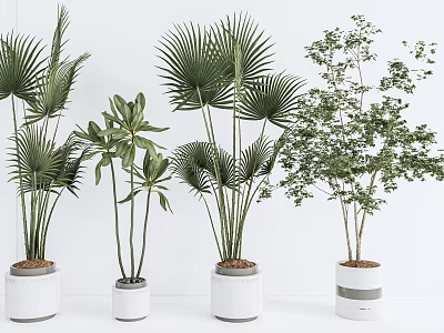 Collection of Potted Palm and Leafy Green Plants in White Ceramic Planters Indoor 3d model