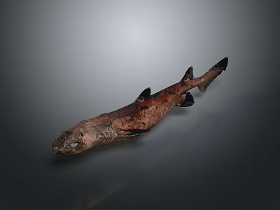 Detailed Brown and Black Shark Specimen Exhibited on Gray Background Surface 3d model