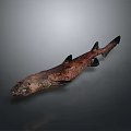 Detailed Brown and Black Shark Specimen Exhibited on Gray Background Surface 3d model
