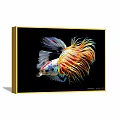 Colorful Betta Fish Animal Painting With Vibrant Fins And Tail On Black Background