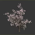 Cherry Blossom Tree With Pink Flowers On Dark Background And Reflections