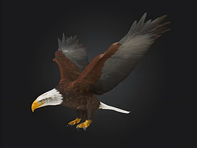 Flying Bald Eagle With Spread Wings And White Head On Black Background 3d model