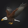 Flying Bald Eagle With Spread Wings And White Head On Black Background 3d model