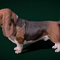 Basset Hound With Large Ears Brown Black Coat White Paws Standing On Green Background