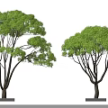 Two Potted Arbor Trees With Green Foliage And Dark Trunks In Square Planters